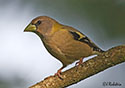 Coccothraustes vespertinus